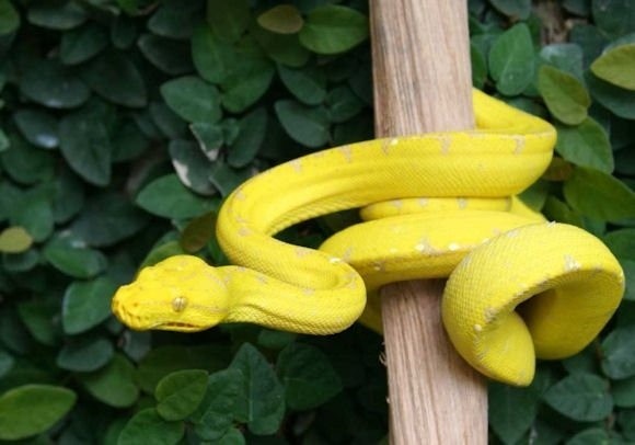 Photo:  Yellow Chondro Python